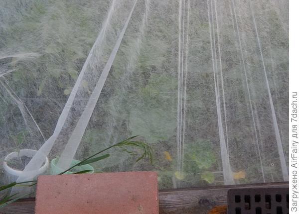 "Хрустальный" дворец огурчиков