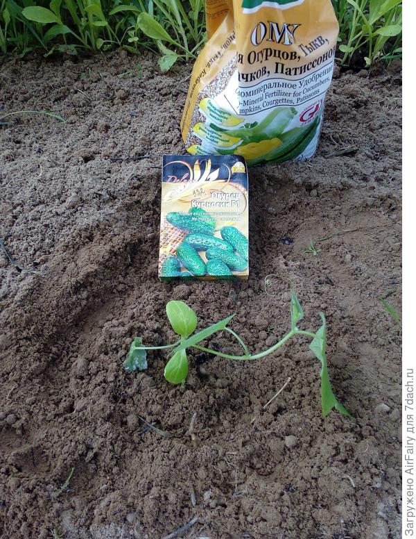 Огурец «Курносик F1» (332/1): на новом месте