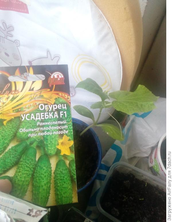 Огурец «Усадебка F1» (341/1)