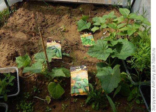 Огурец "Родня F1": всход