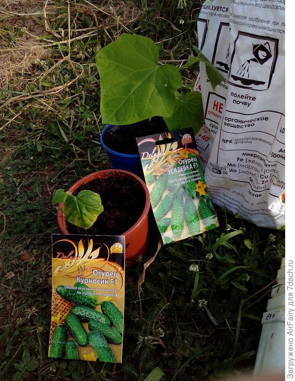 Огурец «Курносик F1» (332/2)