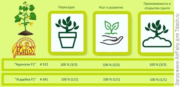 Сводка по приживаемости рассады огурцов, начиная с момента перевалки, плавно переходя в высадку в открытый грунт и спустя время после высадки.