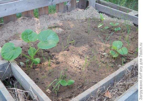 Высаженный росточек тыквы "Японская принцесса", 24 июня