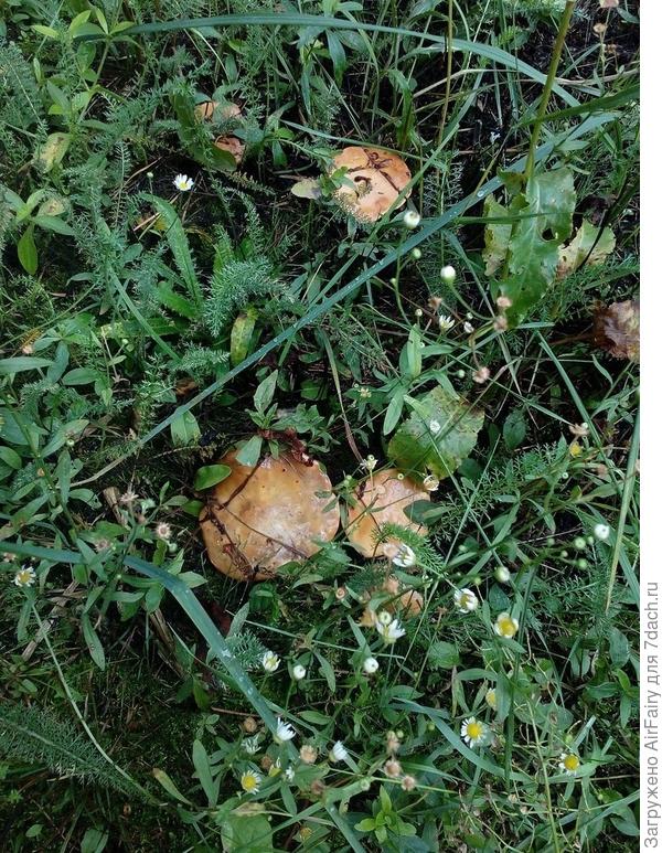 После дождичка в воскресение пошли первые грибочки