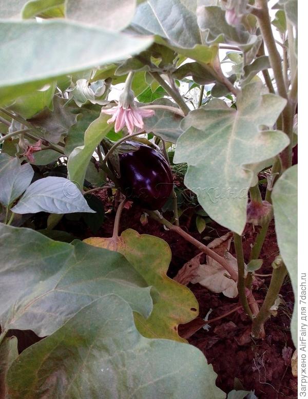 и баклажанов!