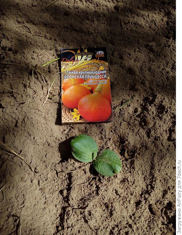 Высаженный росточек тыквы "Японская принцесса", возраст рассады 7 дней