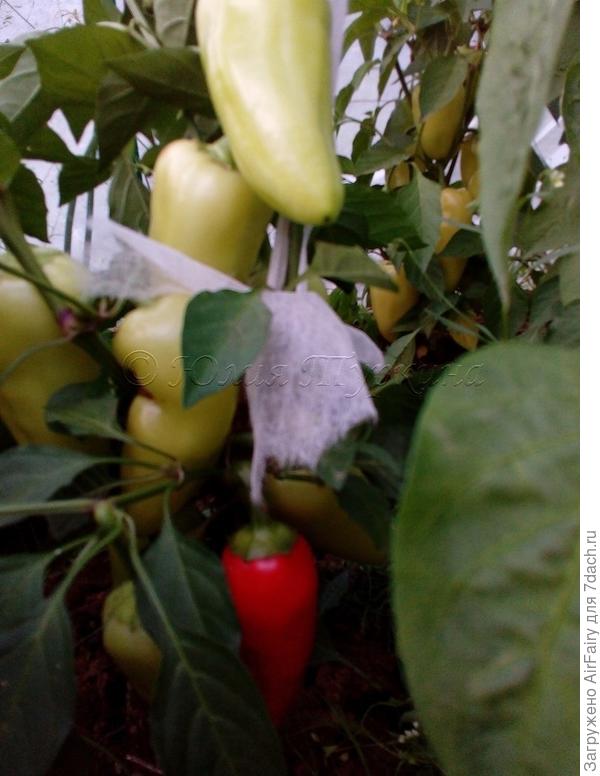 Дождались красных перчиков...