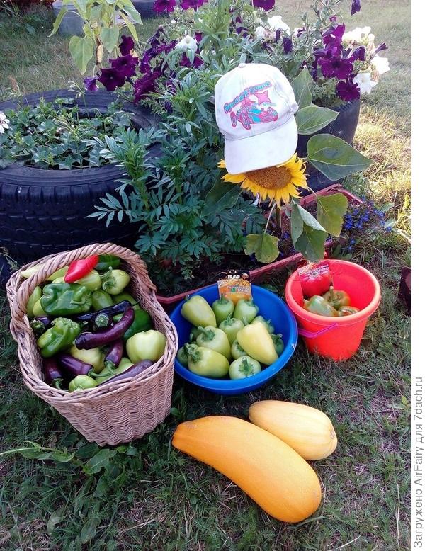 Урожай на фоне обтесанной дождями клумбой из петуний