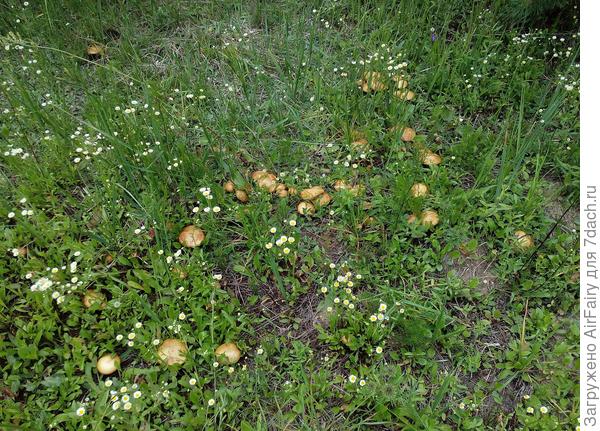 Стоят и улыбаются маслята-крепыши,