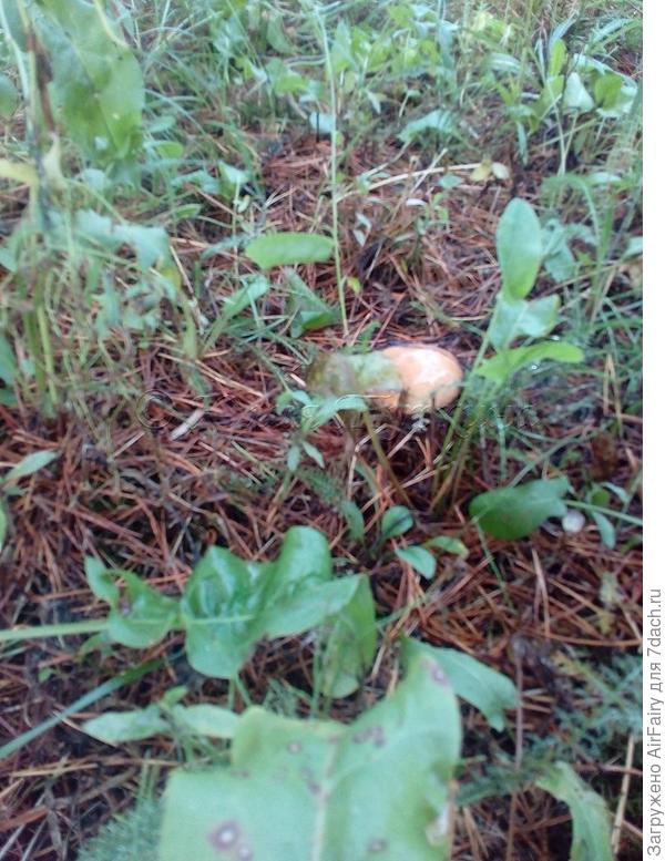 В беретах лакированных под соснами стоят....