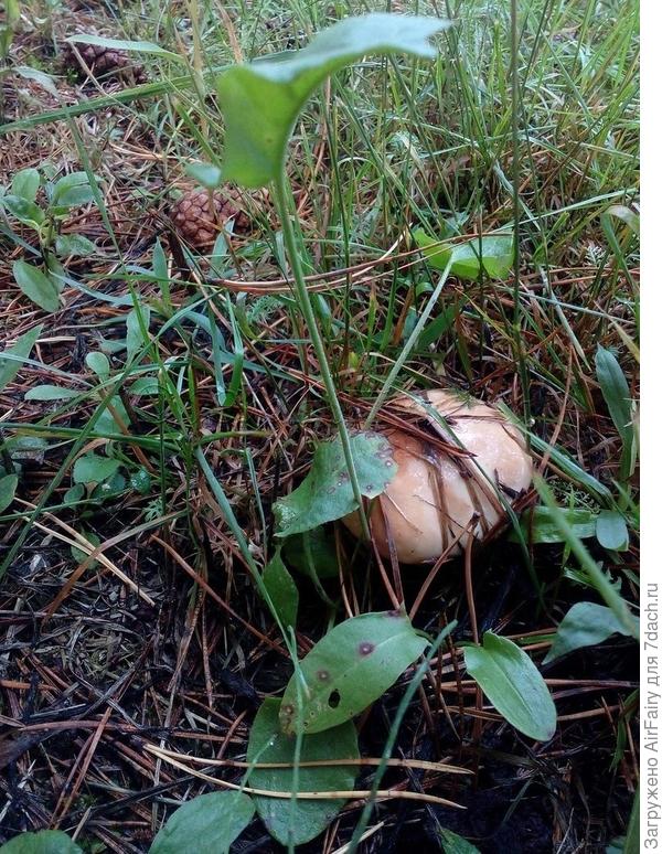 Иду я по тропиночке,

Источник: http://stihi-pro.pp.ua/sid_0_cid_1_tid_1/stihi_pro_maslyat.html