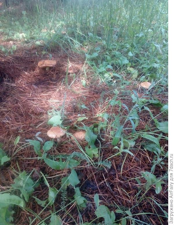 Маслята все в корзиночке,
И на душе покой.

Источник: http://stihi-pro.pp.ua/sid_0_cid_1_tid_1/stihi_pro_maslyat.html