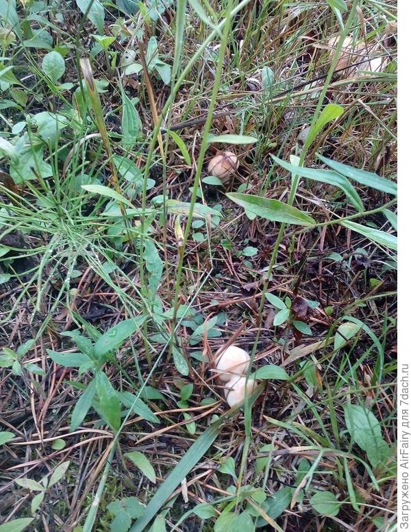 Стоит солдат-масленочек и важный генерал,