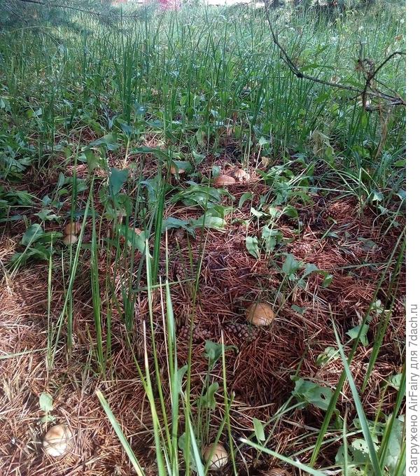 И бабушка, и дедушка,
И пухленький внучок,

Источник: http://stihi-pro.pp.ua/sid_0_cid_1_tid_1/stihi_pro_maslyat.html