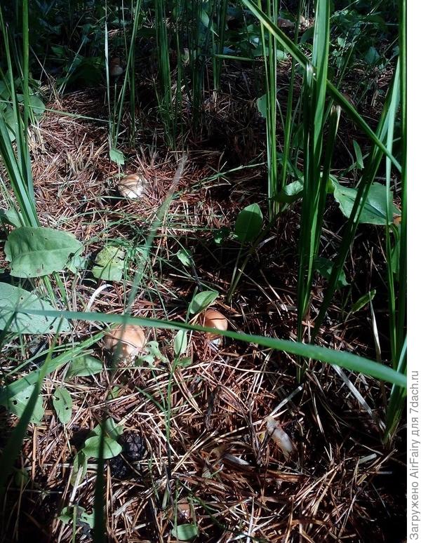 А дух такой грибной!

Источник: http://stihi-pro.pp.ua/sid_0_cid_1_tid_1/stihi_pro_maslyat.html