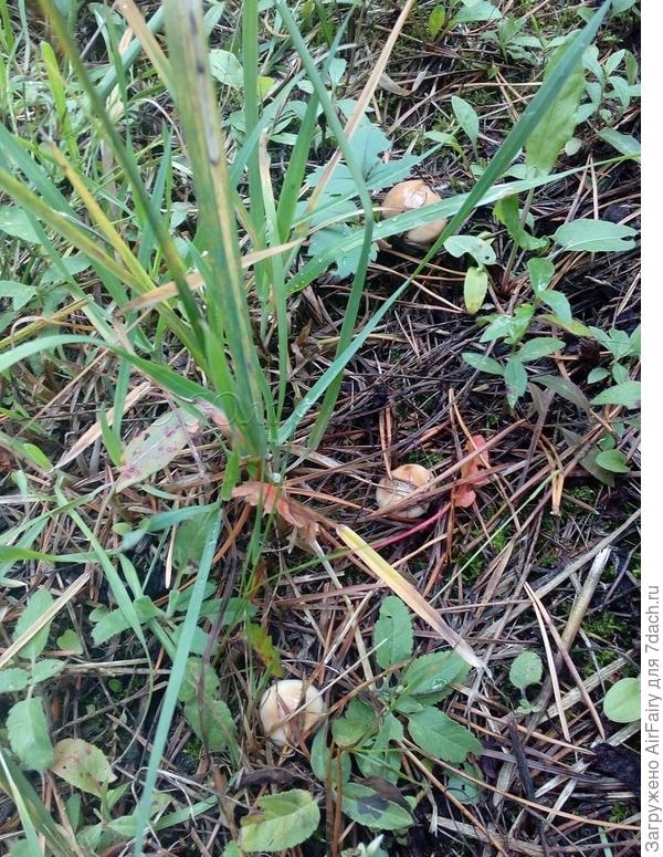 Он в желтенькой рубашечке -
Забавный толстячок.


Источник: http://stihi-pro.pp.ua/sid_0_cid_1_tid_1/stihi_pro_maslyat.html