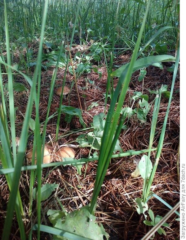 А за пеньком - ребеночек
Чуть виден - так он мал.

Источник: http://stihi-pro.pp.ua/sid_0_cid_1_tid_1/stihi_pro_maslyat.html