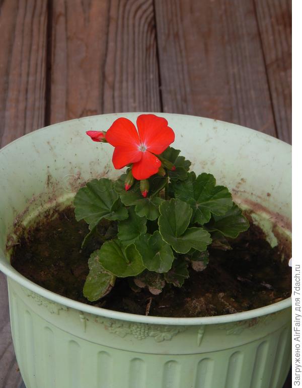 Таких две малышки распустились в середине августа