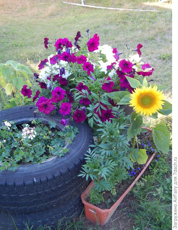 Пеларгония плющелистная Кристал