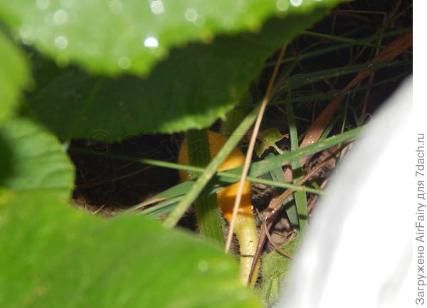 Еще одна завязь, 21.07.2021