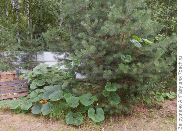 Массовое цветение, 17.08.2021