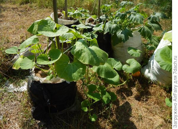 Мешочная тыква, 03.08.2021