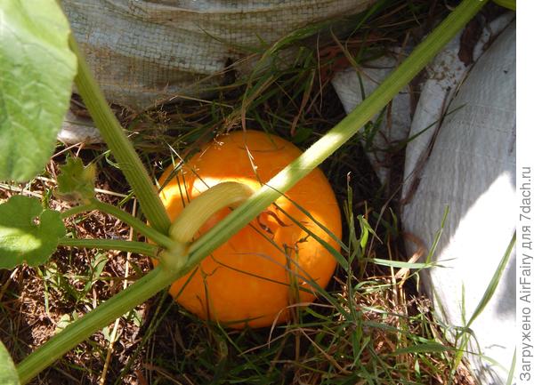 Третья завязь, 03.08.2021