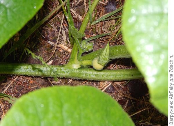 Третья завязь, 21.07.2021