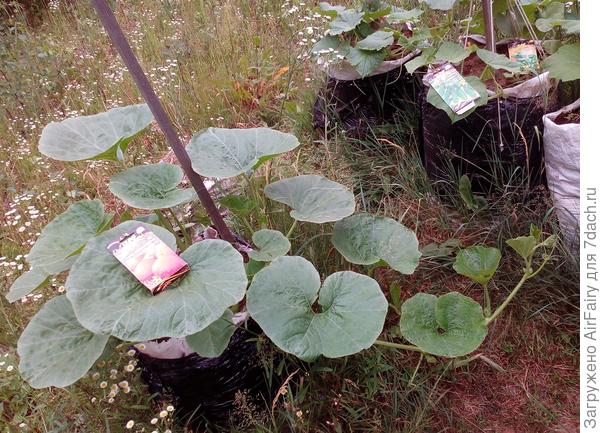 Мешочная тыковка после первой подкормки, 02.07.2021