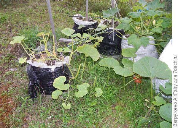 Первая обрезка больной листвы, 26.08.2021