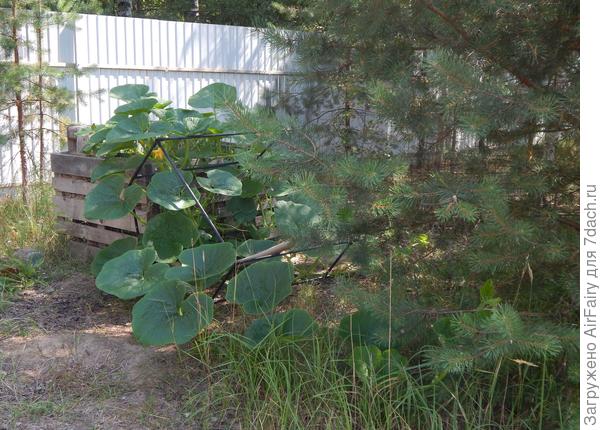 Тыква на компостном троне вписывается в местный колорит, 31.08.2021