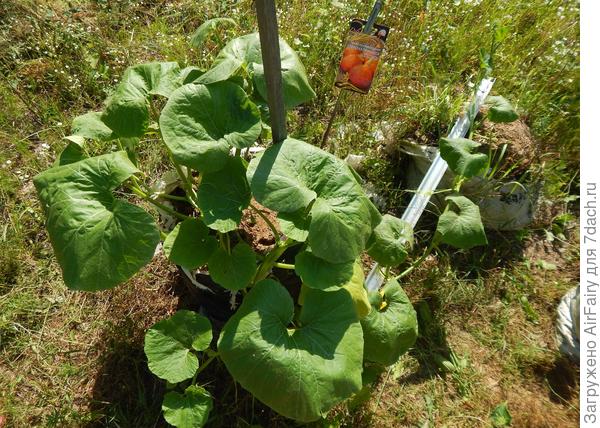 Мешочная тыковка в ожидании полива, июль 2021 г.