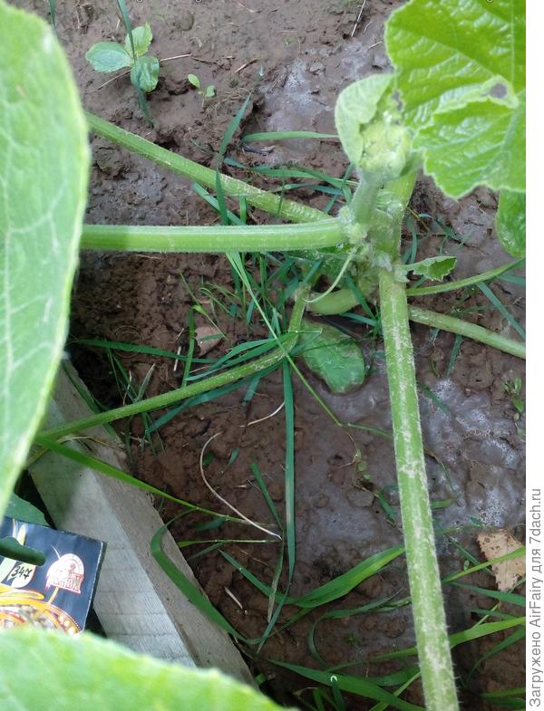 Центрориентированная бутонизация