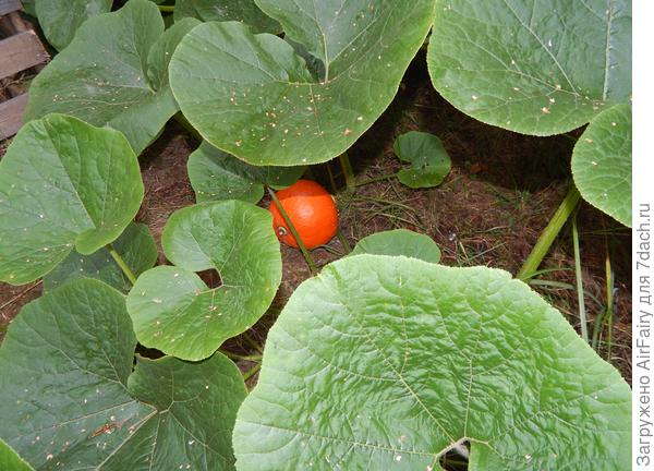 Третья завязь, 26.08.2021