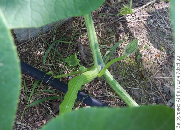 Залом плети у тыквы на компостном троне