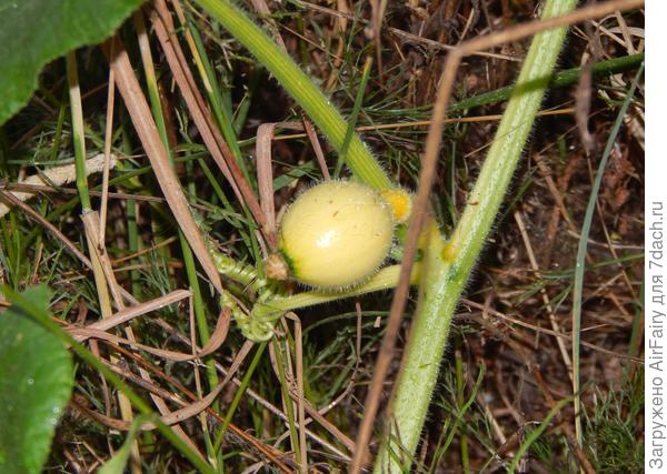 Шестая завязь, 21.07.2021