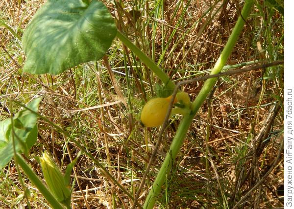 Пятая завязь, 03.08.2021