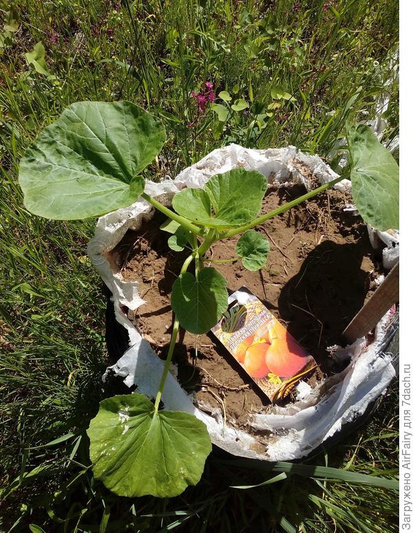 Мешочная тыковка, июнь