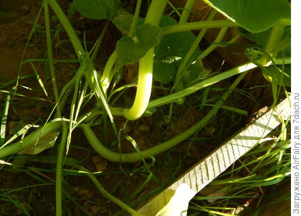 Запаздывающие бутончики, 13.07.2021