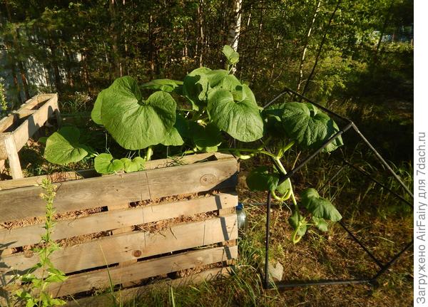 Тыква на компостном троне: подпорка, 13.07.2021