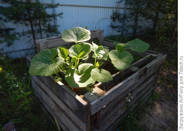 Тыковка на компостном троне, июль 2021 г.