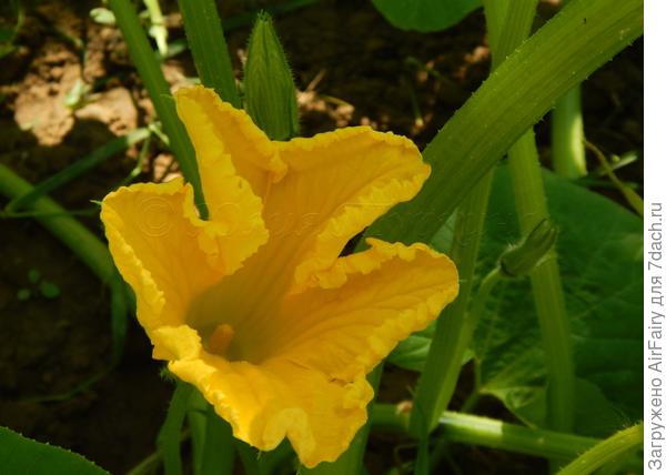 Цветущая малышка, 03.08.2021