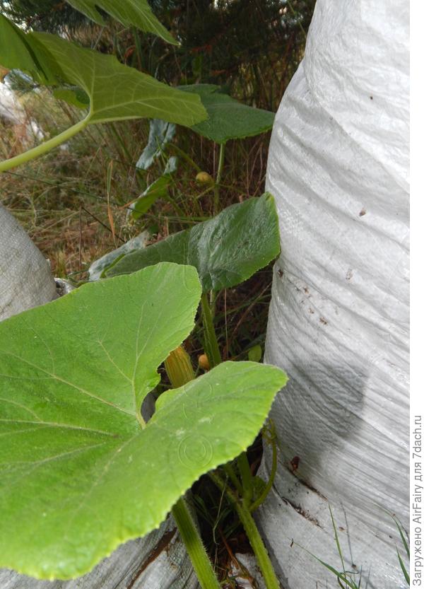 Мешочная тыква расширяет границы, 21.07.2021