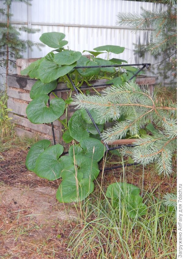 Первая завязь (прямо по курсу), 21.07.2021