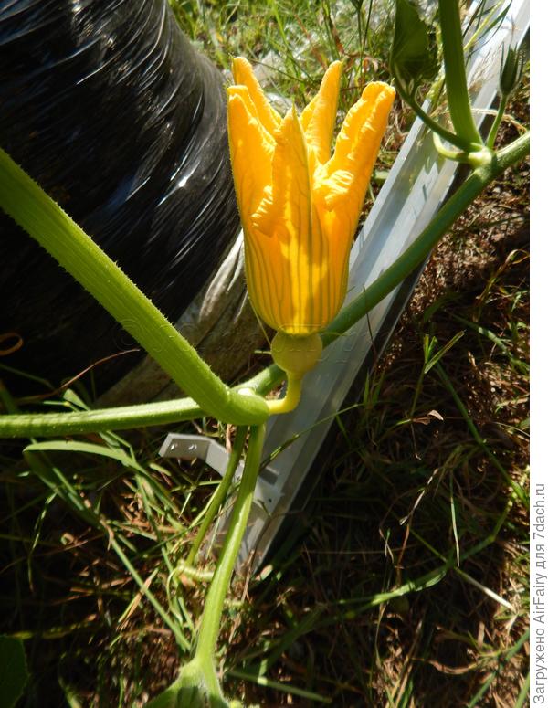 Мешочная тыковка: первая завязь и цветение, 09.07.2021