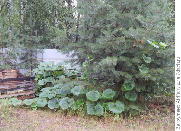 Тыква на компостном троне плавно вписывается в местный колорит, 12.08.2021