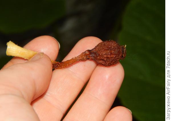 Загнивание завязи.