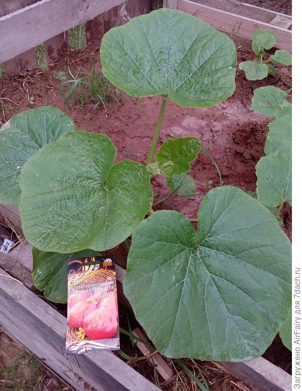 Тыква на компостном троне, 02.07.2021