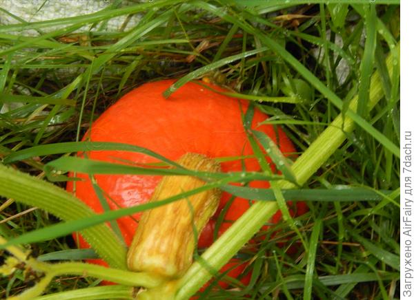 Количество плодов = 1