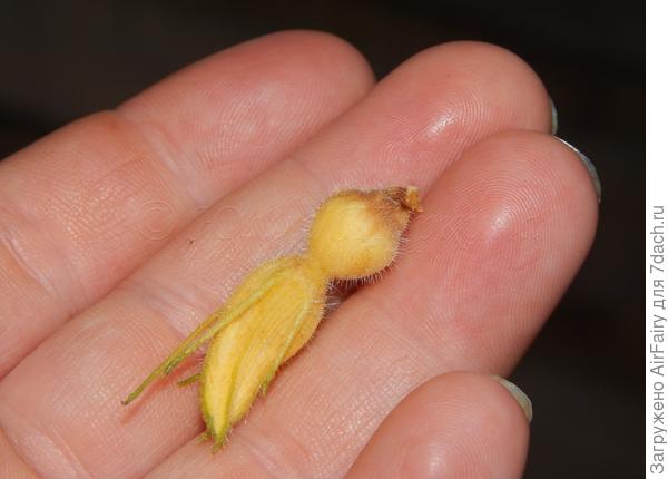 Опавшая завязь, 21.07.2021